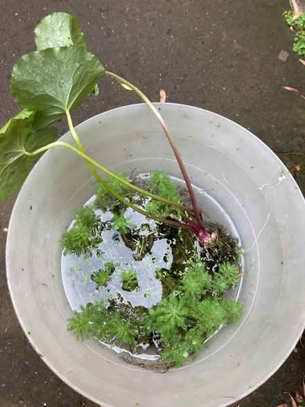 Photo of free Pondweed (Balsall Heath B13) #1