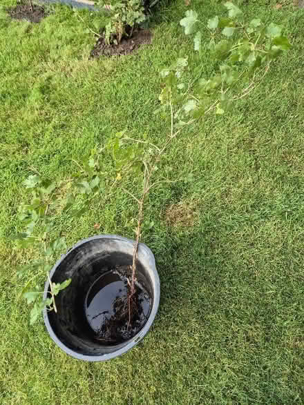 Photo of free Gooseberry plant (Tytherington SK10) #1
