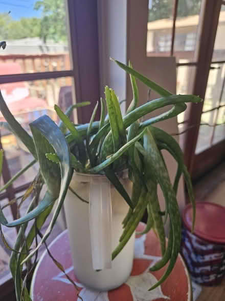 Photo of free Baby Aloes (Carlisle / Gibson) #1