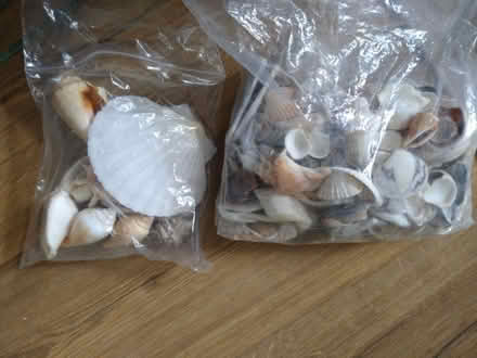 Photo of free Sea shells (Caversham RG4) #1