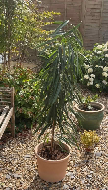 Photo of free Houseplant 'Ficus Alii' (Woodley RG5) #1