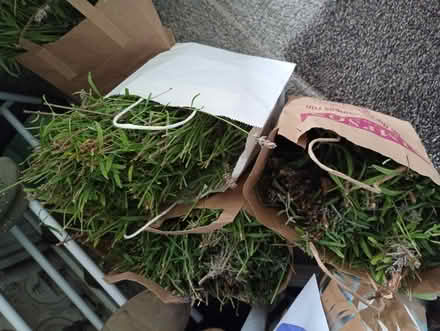 Photo of free Fresh cut Lavender for drying. (Temple Cowley OX4) #4