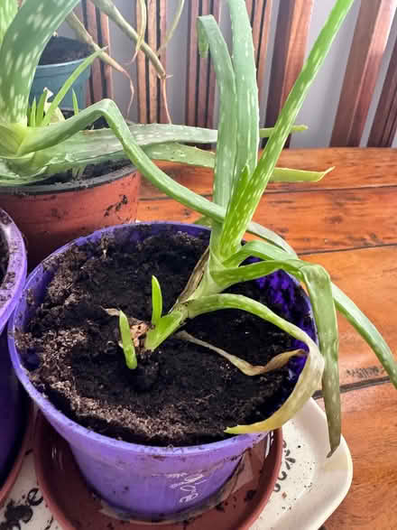 Photo of free Aloe Plants (Penrith CA11) #3