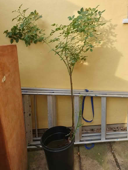 Photo of free Dog Rose Climber? (Holland Park W11) #2