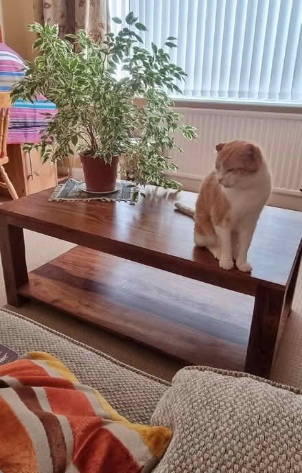 Photo of free Large coffee table (Prenton CH43) #1