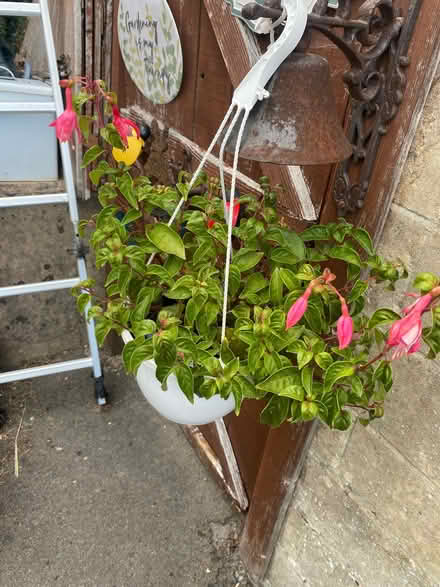 Photo of free Fuschia plant in hanging basket (Southdown) #1