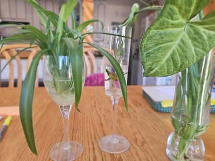 Photo of free Baby spider and pathos type plant (Carlisle / Gibson) #1