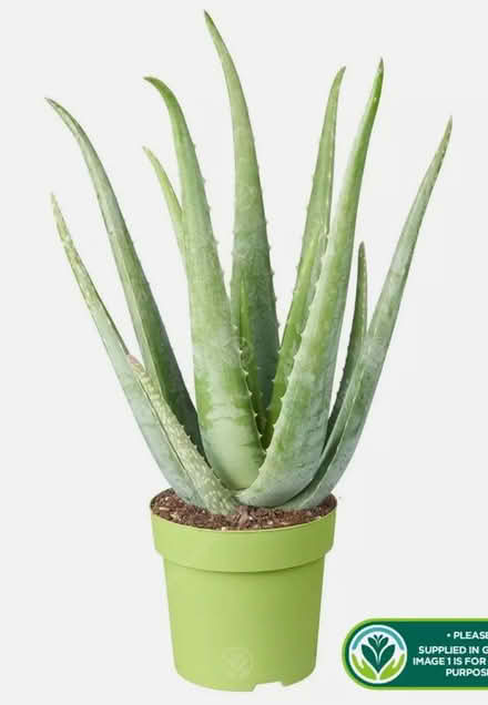 Photo of Aloe Vera Large Plant (E10 Leyton) #1