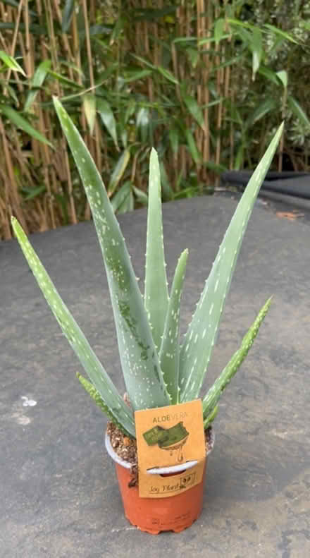 Photo of Aloe Vera Large Plant (E10 Leyton) #3