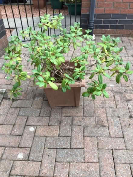 Photo of free Potted dwarf rhododendron (Bannockburn FK7) #2