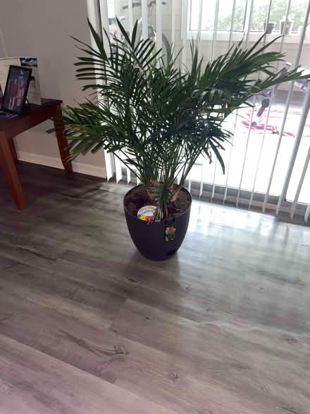Photo of Plant/flower pots (Sandy springs) #1