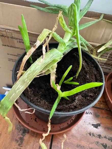Photo of free Aloe Plants (Penrith CA11) #1