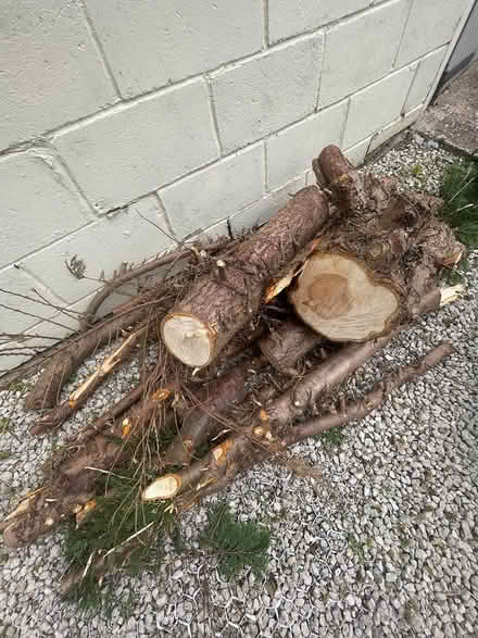 Photo of free Logs (BN3) #1