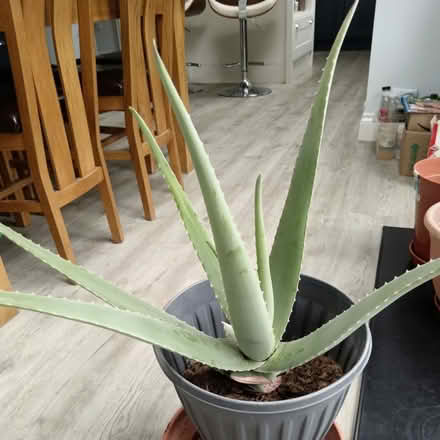 Photo of Aloe Vera Large Plant (E10 Leyton) #2