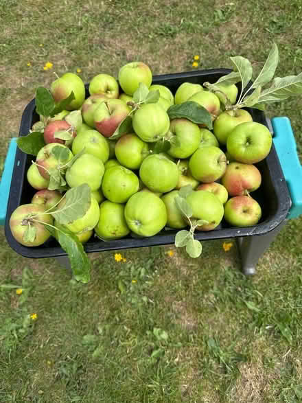Photo of free Apples (Norbury CR7) #1