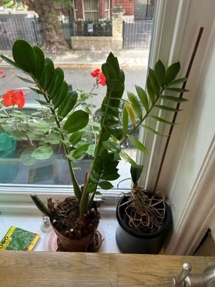 Photo of free House plants (Kennington, SE11) #1