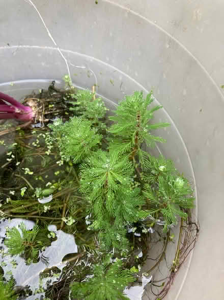 Photo of free Pondweed (Balsall Heath B13) #2