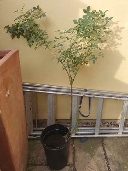 Photo of free Dog Rose Climber? (Holland Park W11) #3