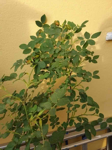 Photo of free Dog Rose Climber? (Holland Park W11) #1