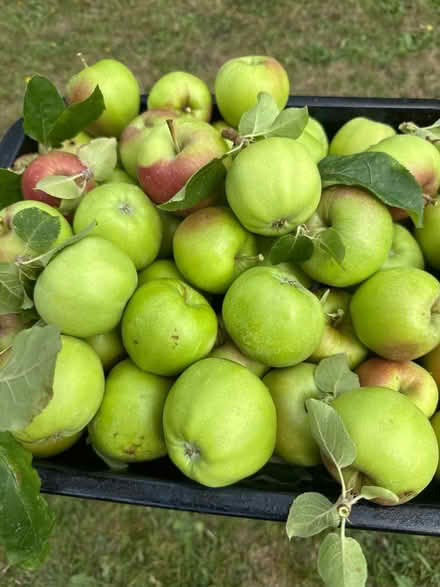 Photo of free Apples (Norbury CR7) #2