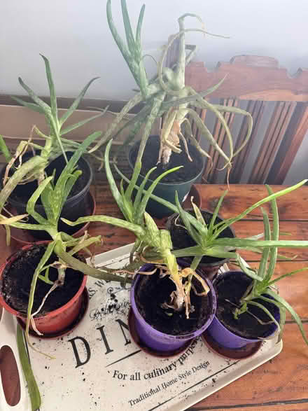 Photo of free Aloe Plants (Penrith CA11) #2
