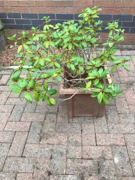 Photo of free Potted dwarf rhododendron (Bannockburn FK7) #1