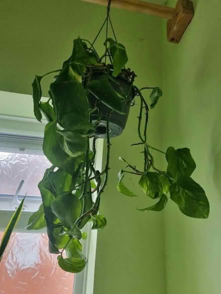 Photo of free 2 trailing houseplants in need of TLC (Barnard's Green WR14) #3