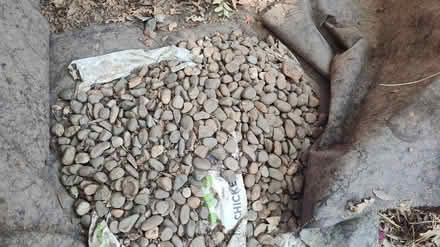 Photo of free Small landscaping rocks (Midtown/Boulevard Park) #1