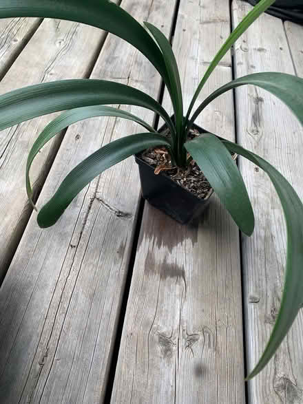 Photo of free Small bush lily (Beaverbrook) #1