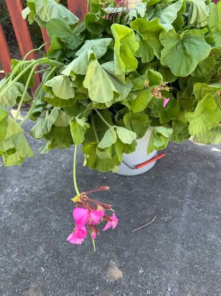 Photo of free Geranium cuttings (Hale/Llagas in Morgan Hill) #1