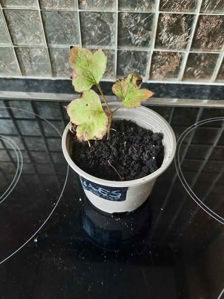 Photo of free Small Pink Japanese anemone cutting (Morden SM4) #4