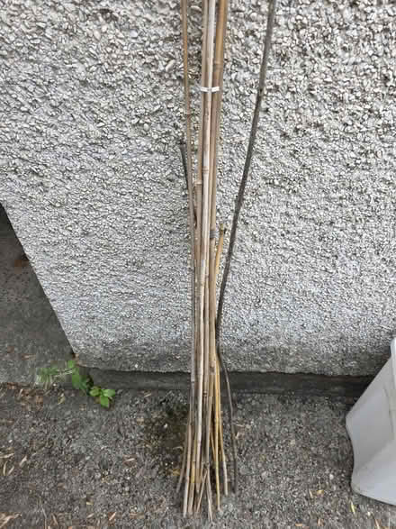 Photo of free Bamboo sticks (Cyncoed, CF23) #1