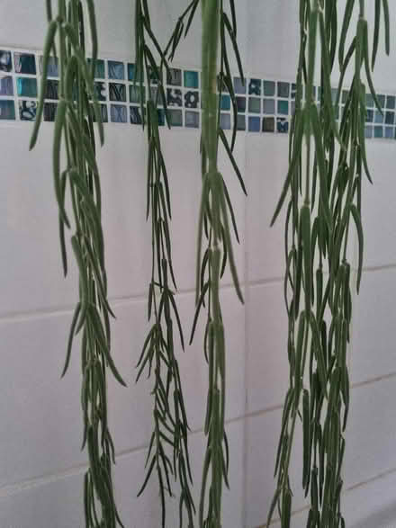 Photo of free 2 trailing houseplants in need of TLC (Barnard's Green WR14) #2