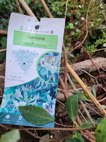 Photo of free Young Honeysuckle Lonicera Belgica (Thorpe Hamlet NR1) #2