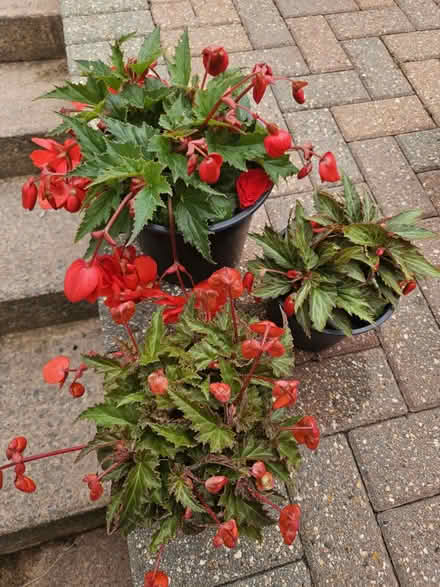 Photo of free 3 Bergonia plants (EX8) #1