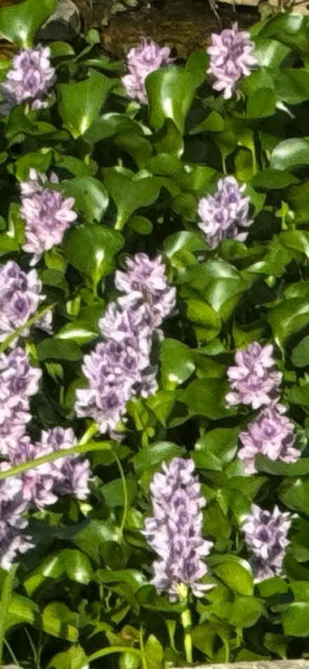 Photo of free Water Hyacinths-Come Get Them (Logan Square) #2