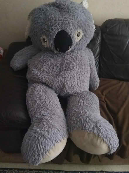 Photo of free HUGE Koala Bear (Leighton buzzard LU7) #1