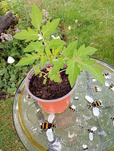 Photo of free Tomato plant (Temple Cowley OX4) #1