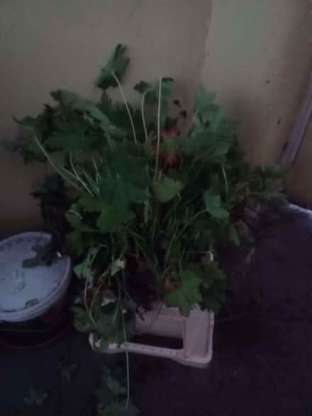 Photo of free Geraniums (Calton EH7) #1