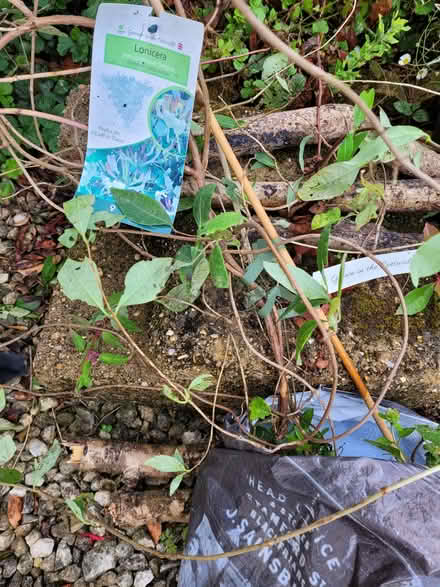 Photo of free Young Honeysuckle Lonicera Belgica (Thorpe Hamlet NR1) #1