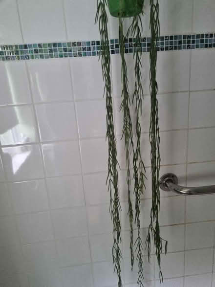 Photo of free 2 trailing houseplants in need of TLC (Barnard's Green WR14) #1