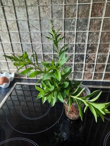 Photo of free White Lysmachia 6 roots (Morden SM4) #3