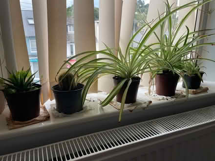 Photo of free Plants (Torquay) #1