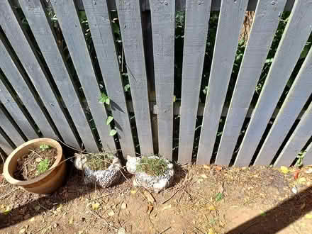 Photo of free Containers (Larkhall) #1