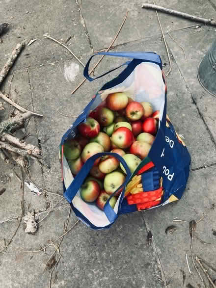 Photo of free Apples (Oswestry SY11) #1