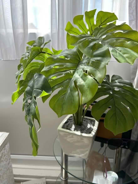 Photo of free Fake cheeseplant in pot (Peacehaven) #1