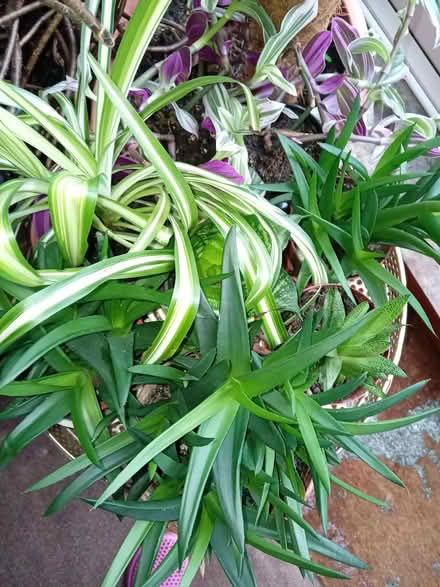 Photo of free Established houseplant cuttings (Ilfracombe EX34) #1