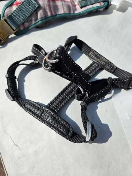Photo of free Dog accessories (Pipehouse) #4