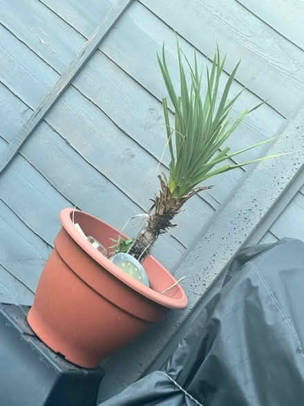 Photo of free Outdoor plants (Streatham Vale) #2