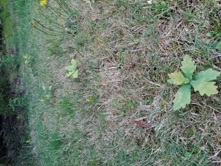 Photo of free Pick your own Oak Trees (Blofield NR13) #2